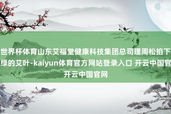 世界杯体育山东艾福堂健康科技集团总司理周松掐下油绿的艾叶-kaiyun体育官方网站登录入口 开云中国官网